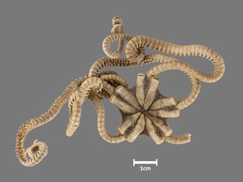 Media type: image;   Invertebrate Zoology OPH-2817 Aspect: dorsal